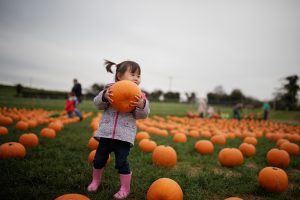 pumpkin patch